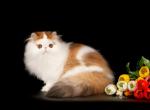 European Import Momo - Exotic Cat For Sale - Boiling Springs, PA, US