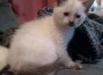 Siamese Hybrid Last Little Girl At Craven Blue - Siamese Kitten For Sale - New Bern, NC, US