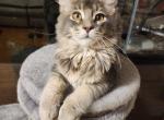 Maine Coone - Maine Coon Kitten For Sale - 