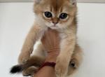 Jana - Scottish Straight Kitten For Sale - 