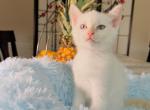 Sir Rudolph Humphrey - Siamese Kitten For Adoption - 