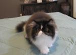 Pure Persian male - Persian Kitten For Sale - KY, US