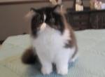 Pure Persian male small blaze - Persian Kitten For Sale - 