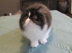 Pure Persian male - Persian Kitten For Sale - KY, US