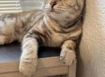 Mishmish - American Bobtail Cat For Adoption - Detroit, MI, US