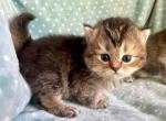 British Dark Golden Female - British Shorthair Kitten For Sale - Orlando, FL, US