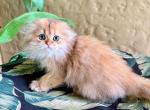 Scottish Fold  Longhair Golden Male - Scottish Fold Kitten For Sale - Orlando, FL, US