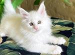 Maine Coon White Male - Maine Coon Kitten For Sale - Orlando, FL, US