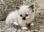 Ragdoll Seal Point Male - Ragdoll Kitten For Sale - Orlando, FL, US