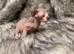 Benji - Sphynx Kitten For Sale - Purdy, MO, US