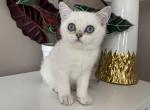 British  hi & she - British Shorthair Kitten For Sale - MA, US