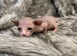 Bambi - Sphynx Kitten For Sale - Purdy, MO, US