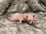 Blair - Sphynx Kitten For Sale - Purdy, MO, US