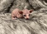 Beau - Sphynx Kitten For Sale - 