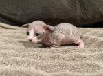 Belatrix - Sphynx Kitten For Sale - 