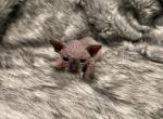 Binx - Sphynx Kitten For Sale - 