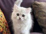 British Longhair Chinchilla Silver - British Shorthair Kitten For Sale - Las Vegas, NV, US