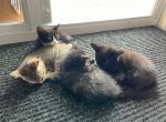 Rehoming 4 Kittens - Domestic Kitten For Adoption - Chicopee, MA, US