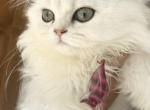 Angel Cookies - Scottish Fold Kitten For Sale - 