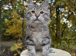 Forest Storm - Siberian Kitten For Sale - 