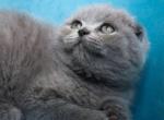 Cloudy girl - Scottish Fold Kitten For Sale - 