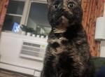 Maggie - Domestic Cat For Adoption - Harrison, NY, US