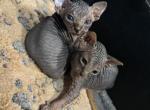 Boy and girl Tabby Sphynx kittens - Sphynx Kitten For Sale - 