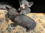 Bicolor Female and Black Female - Sphynx Kitten For Sale - Miami, FL, US