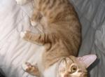 Tanjero - American Shorthair Kitten For Adoption - 