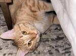 Tanjero - American Shorthair Kitten For Adoption - 