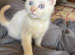 Knox - Siamese Kitten For Sale - Akron, OH, US