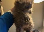 Tica chocolate tortie Selkirk rex - Selkirk Rex Kitten For Sale - Woodburn, IN, US