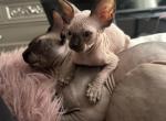 Boy - Sphynx Kitten For Sale - Rancho Cucamonga, CA, US