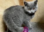 arlo - Scottish Straight Kitten For Sale - 