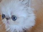 Blue Lynx Point & White Male Kitten - Himalayan Kitten For Sale - South Boston, VA, US