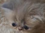 Lilac Tabby Persian Kitten - Persian Kitten For Sale - South Boston, VA, US