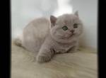 LUXURY BRITISH SHORTHAIR KITTENS FOR SALE - British Shorthair Kitten For Adoption - CT, US