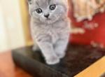 LUXURY BRITISH SHORTHAIR KITTENS BOY - British Shorthair Kitten For Adoption - CT, US