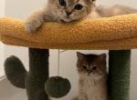 Scottish fold ears and straight ears - Scottish Fold Kitten For Sale - Denver, CO, US