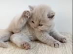 LUXURY BRITISH SHORTHAIR KITTENS GIRL - British Shorthair Kitten For Adoption - Darien, CT, US