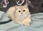 Mabel - British Shorthair Kitten For Sale - Johns Creek, GA, US