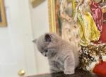 LUXURY BRITISH SHORTHAIR KITTENS BOY - British Shorthair Kitten For Adoption - Darien, CT, US