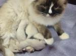 Waitlist Ragamese - Ragdoll Kitten For Sale - Denver, CO, US