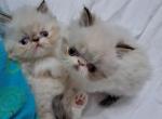 2 Chocolate Lynx Point & White Kittens - Himalayan Kitten For Sale - South Boston, VA, US