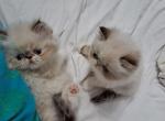 2 Chocolate Lynx Point and White Kittens - Persian Kitten For Sale - South Boston, VA, US