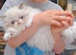 Chocolate Lynx Point & White Himalayan Male - Himalayan Kitten For Sale - 