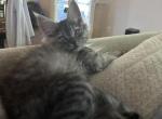 Smoke Grey girl - Maine Coon Kitten For Sale - Chapel Hill, NC, US