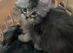 maine coon kittens - Maine Coon Kitten For Sale - 