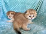 British Shorthair Golden  male - British Shorthair Kitten For Sale - Orlando, FL, US