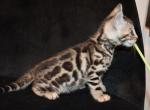 Kyoto - Bengal Kitten For Sale - CO, US